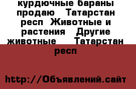  курдючные бараны продаю - Татарстан респ. Животные и растения » Другие животные   . Татарстан респ.